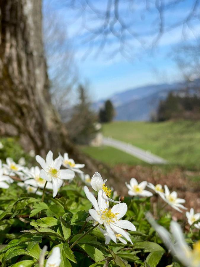 Fruehstueckspension Bilgeri Sulzberg Kültér fotó